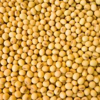Soya