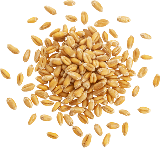 grains jpl manrâicher