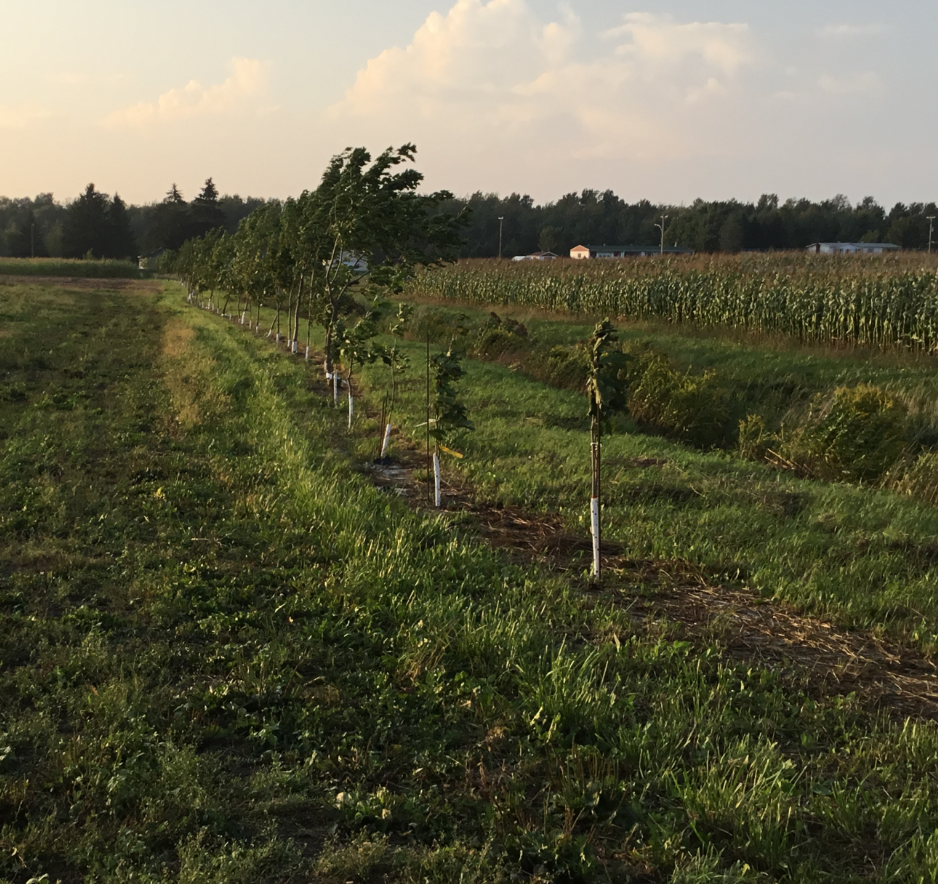 JPL Maraîcher participe activement à la plantation d’arbres
